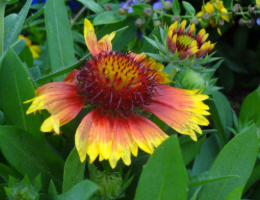 Gaillardia-Mesa series.